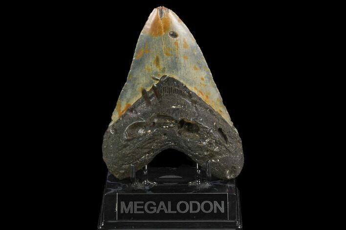 Bargain, Fossil Megalodon Tooth - North Carolina #124464